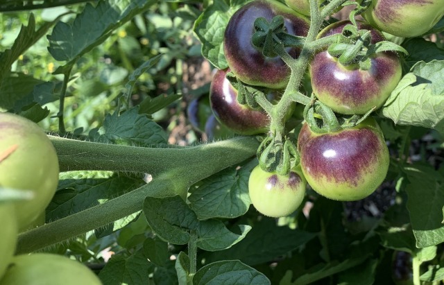 Purple Tom