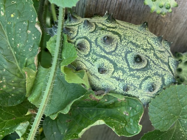 Mystery Veggie