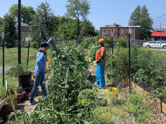 Setting Up the Garden
